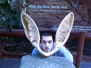 rabbit ears