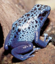 blue amphibian frog