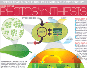 photosynthesis seed science cribsheet